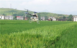 破纪录 袁隆平超级稻单造亩产832.1公斤