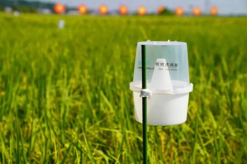 放心大米 农药减量增效,宁乡打造水稻绿色优质高效示范区