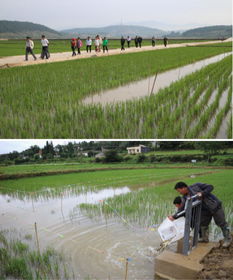 云南昆明寻甸农业局水产站2018年稻渔综合种养项目实施情况