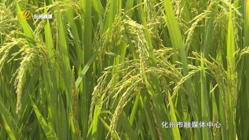 水稻进入抽穗期 丰收在望