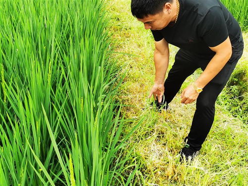 我在良渚遗址种水稻